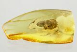 Detailed Fossil False Click Beetle (Throscidae) in Baltic Amber #372524-1